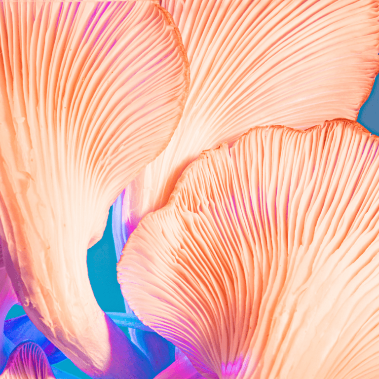 Abstraktes Foto von Pilzen in blauem und korall-farbenen Licht